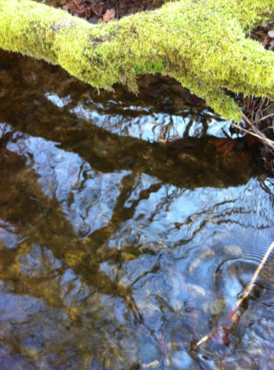 Photography by jisdekoel for DesignCrowd (Community Contests) | Design #10796402