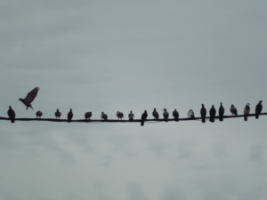 Photography by Alireza Mirzaei