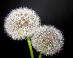 Photography by GenaAllen