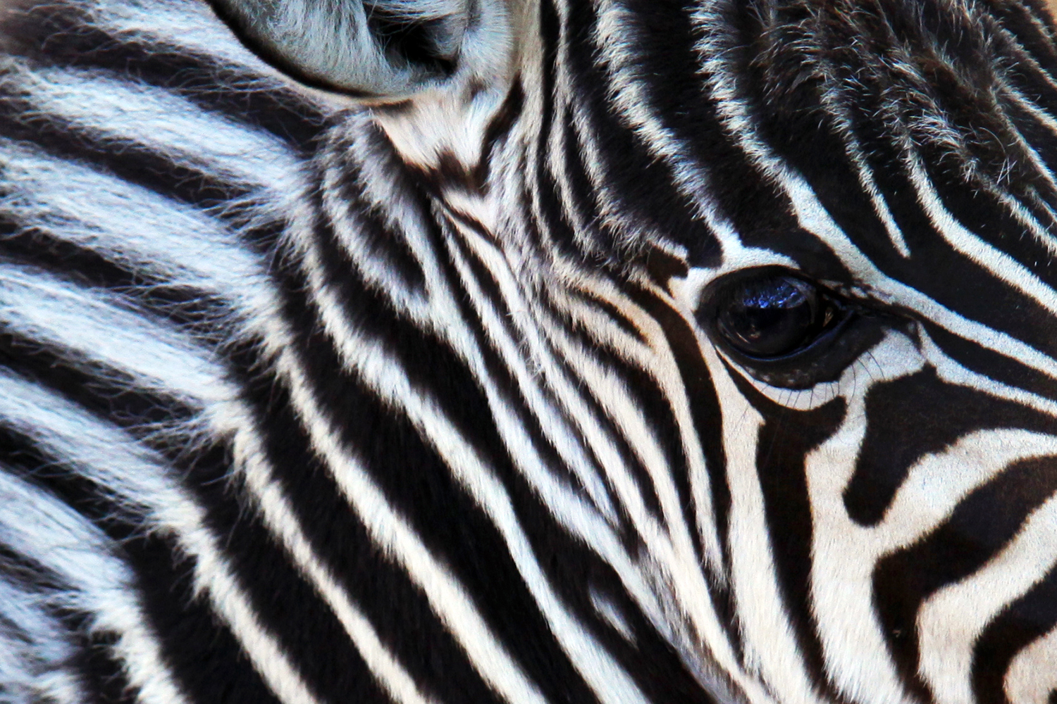 Fotografie von halcyonsummer für DesignCrowd (Community Contests) | Design #10856879