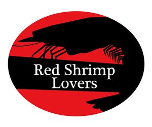 Logo Design by Chynna