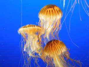 Photography by JadeRaven21