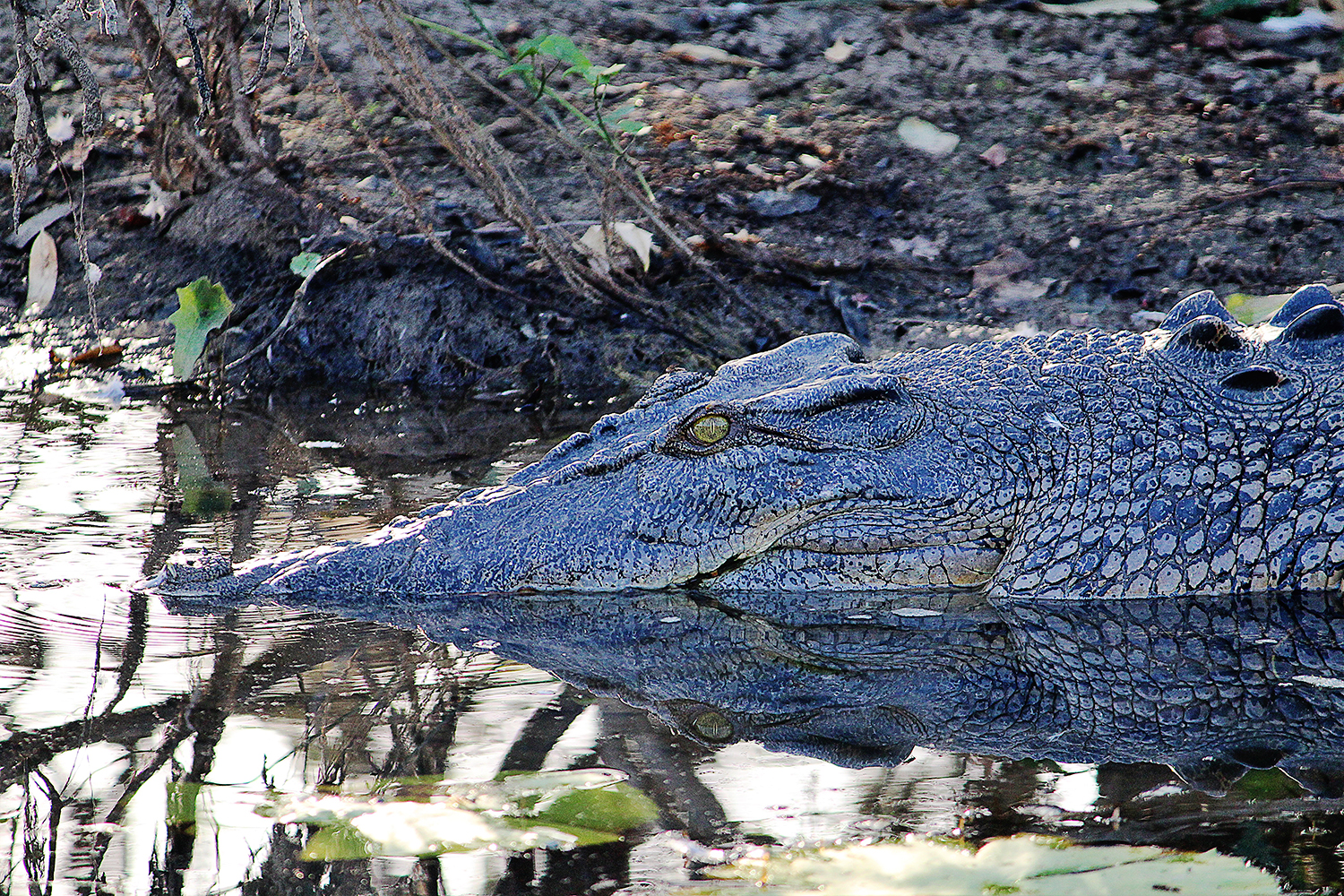 Photography by mle for DesignCrowd (Community Contests) | Design #10945783