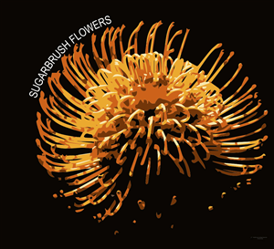 Logo Design by Sonda Mvula for this project | Design: #2308417