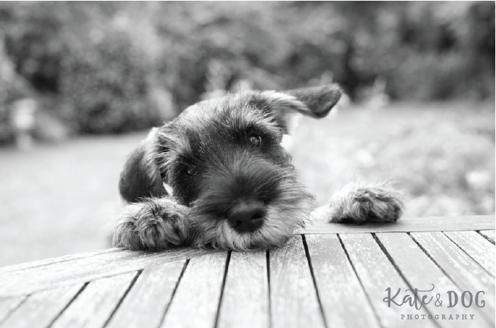 Logo Design by wabi for Kate Walks Dogs | Design #11281621