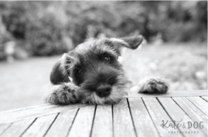 Logo Design by wabi for Kate Walks Dogs | Design: #11281621