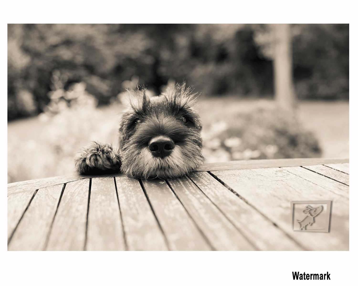 Logo Design by Dunkah63 for Kate Walks Dogs | Design #11224347