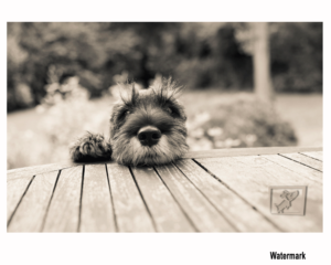 Logo Design by Dunkah63 for Kate Walks Dogs | Design: #11224347