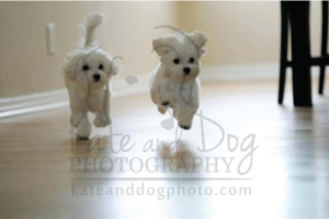 Logo Design by Kristine for Kate Walks Dogs | Design: #11257898