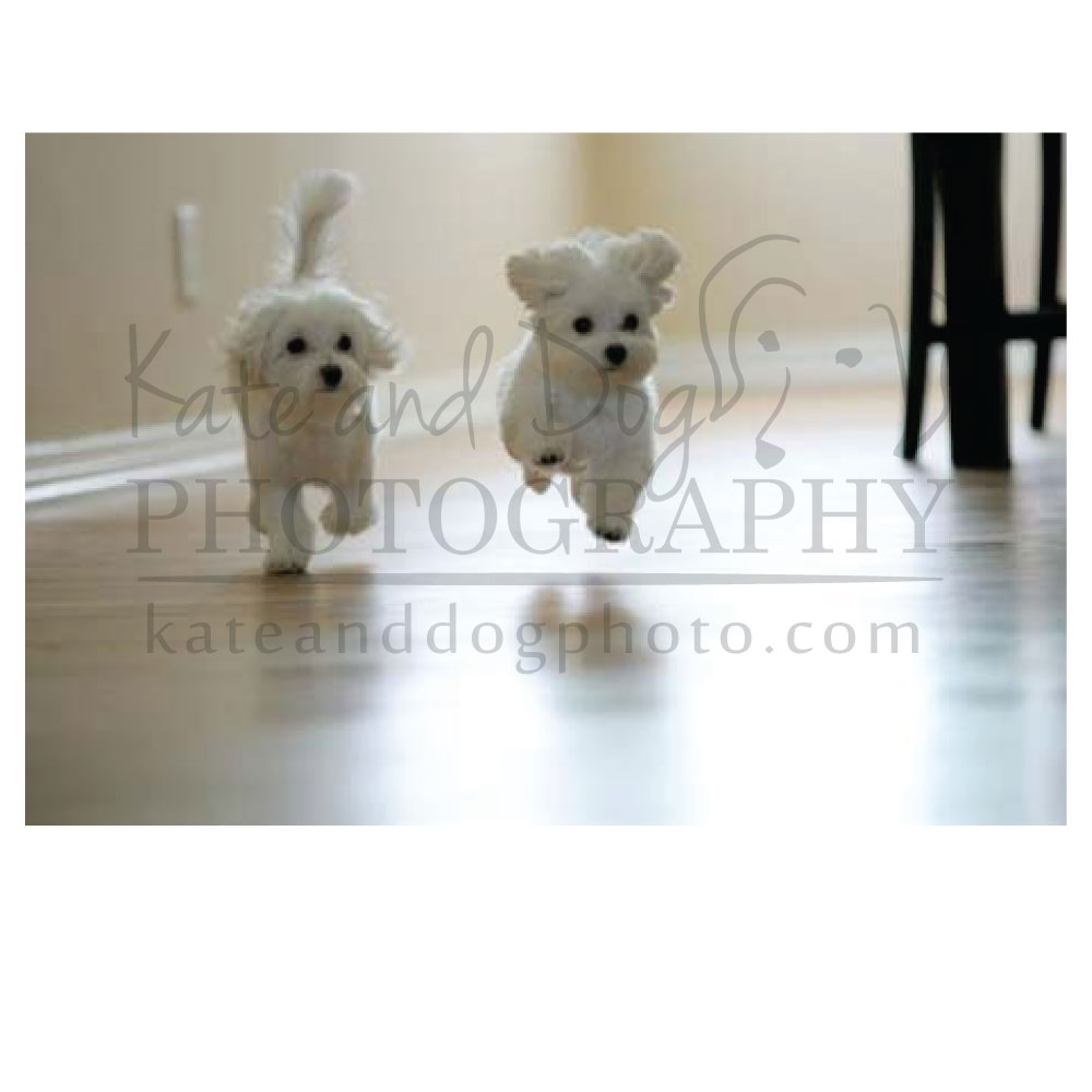 Logo Design by Kristine for Kate Walks Dogs | Design #11273711