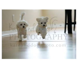 Logo Design by Kristine for Kate Walks Dogs | Design: #11273711