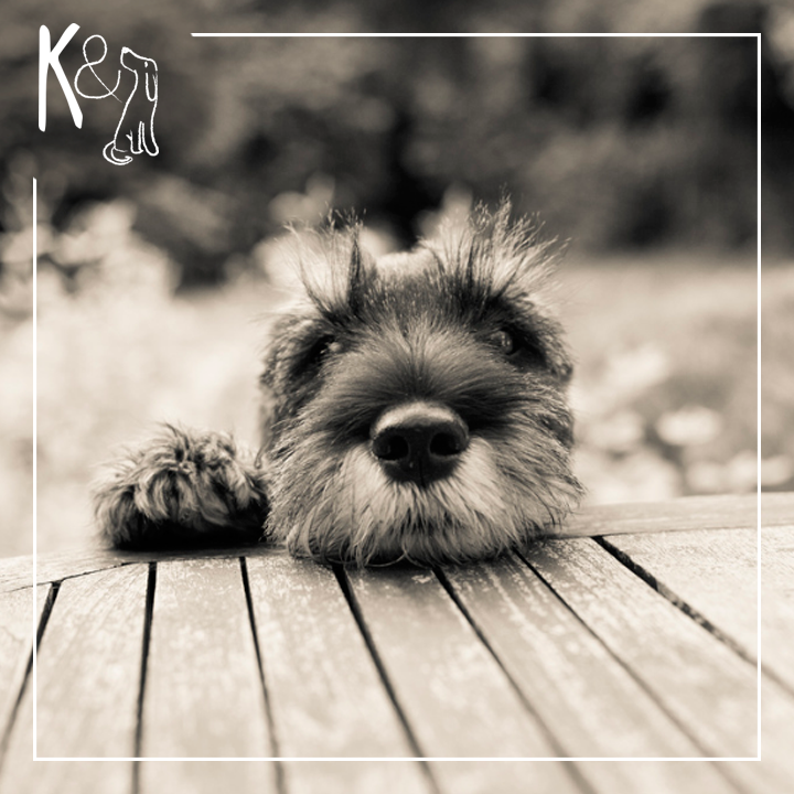 Logo Design by Studio Elica for Kate Walks Dogs | Design #11283089