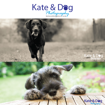 Logo Design by chadeyyy for Kate Walks Dogs | Design #11273894