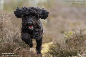 Logo Design by Katya for Kate Walks Dogs | Design: #11202843