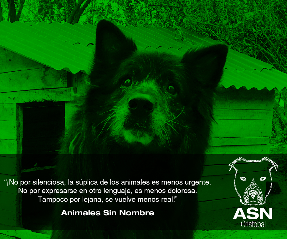 Logo Design by Cristhiam92 for Fundación por los Animales sin Nombre | Design #11213967