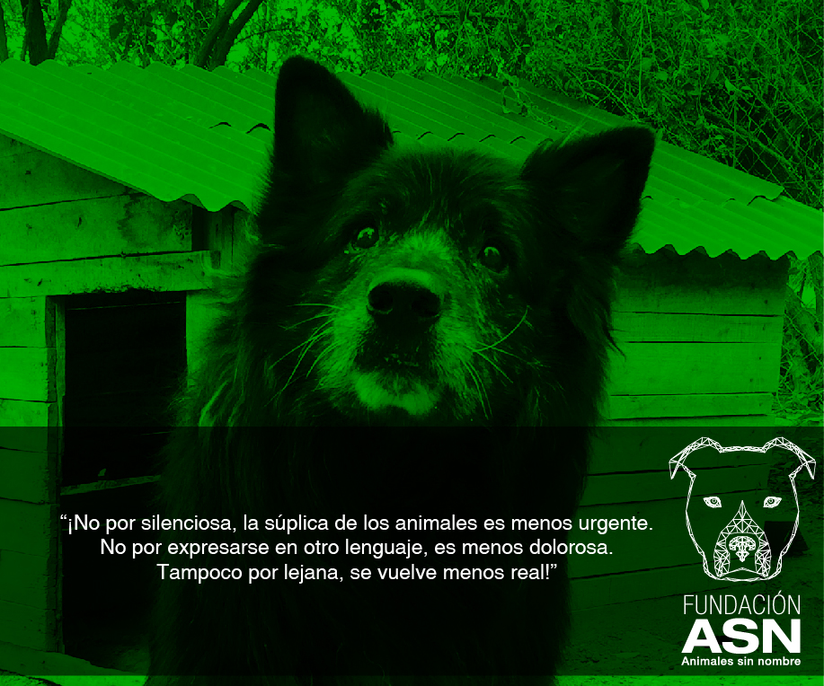 Diseño de Logo por Cristhiam92 para Fundación por los Animales sin Nombre | Diseño #11222180