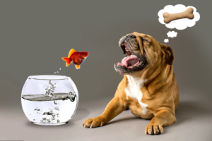 Photoshop Design Contest Submission #11205051