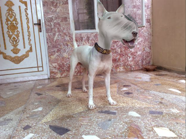 Photoshop Design by viktor.klasson for DesignCrowd (Community Contests) | Design #11200140