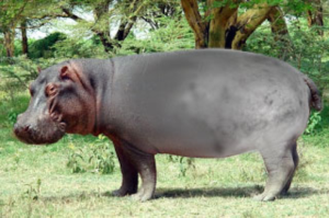 Photoshop Design Contest Submission #11304927