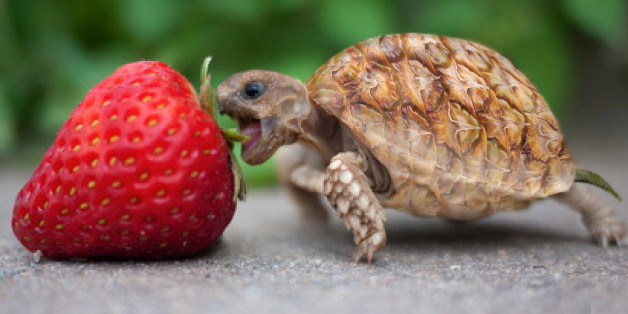 Photoshop Design by mushroom_eggegg for DesignCrowd (Community Contests) | Design #11278215