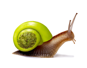 Photoshop Design by mushroom_eggegg
