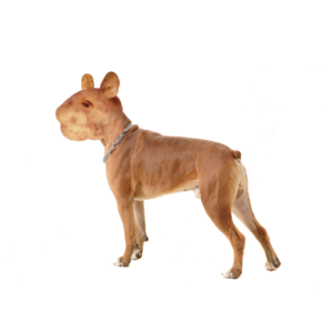 Photoshop Design Contest Submission #11289069