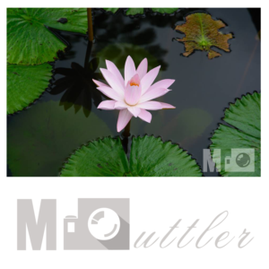 Logo Design by Teco Studio for Mark Butler Photography | Design: #11236449