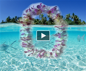 Graphic Design by  Allpre