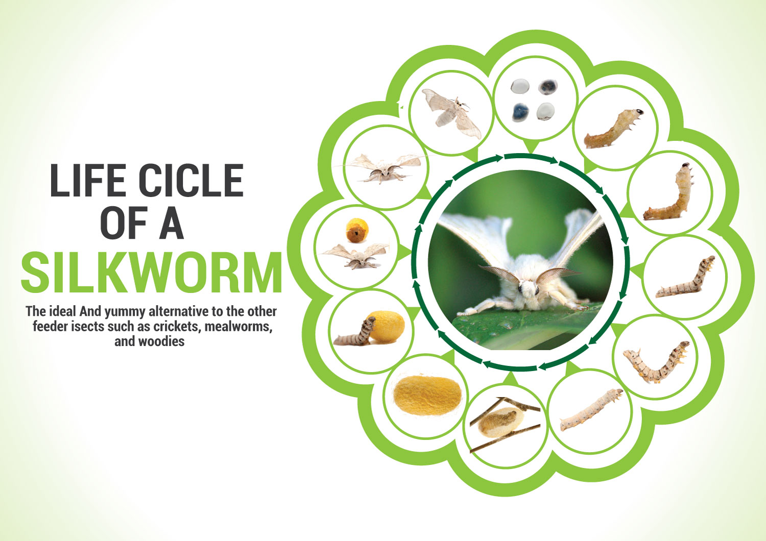 Poster Design by uk for Aussie Fauna | Design #11612780
