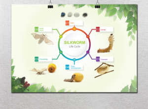 Aussie Fauna Silkworm Life Cycle Poster - Education K-6 | Poster-Design von alex989