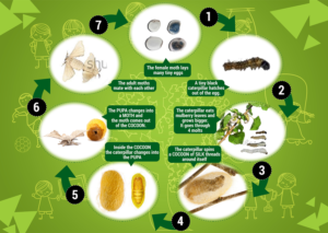 Poster Design by SD WEBCREATION for Aussie Fauna | Design #11606552
