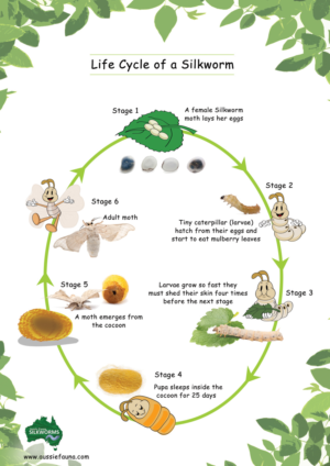 Poster Design by Da Miracle for Aussie Fauna | Design: #11638227