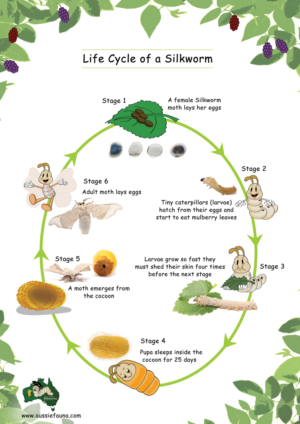 Aussie Fauna Silkworm Life Cycle Poster - Education K-6 | Poster Design by Da Miracle
