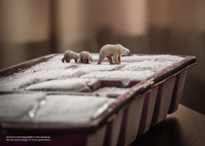 Photography by Alireza Shekouhian
