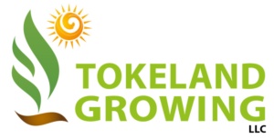 Logo Design by ShowKayz