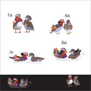 Colourful Illustration of a pair of Mandarin Ducks in at least 3 different movements/positions