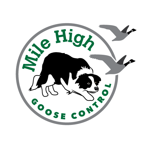 Logo Design by TSEdesign for Mile High Goose Control, LLC | Design #11936359