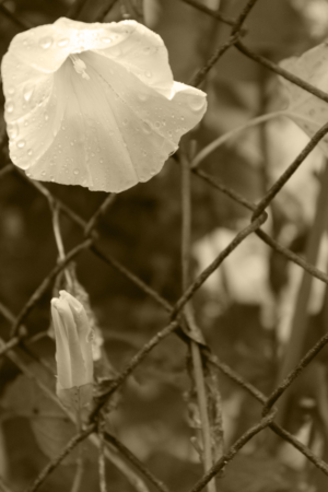 Photography by anna