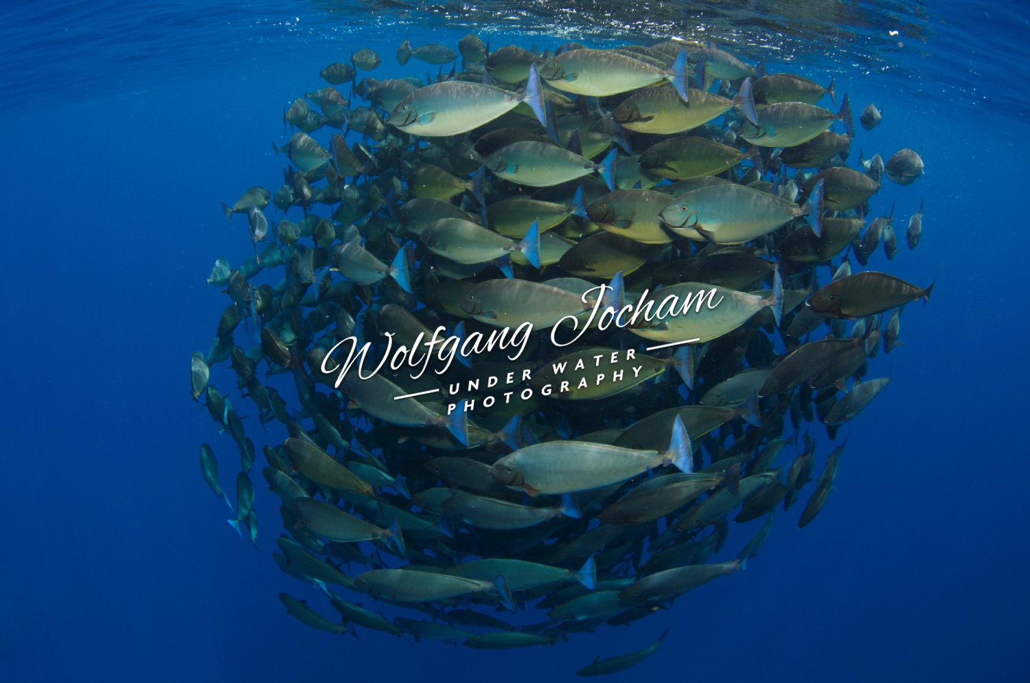 Logo Design by Giovanni for this project | Design #12025275