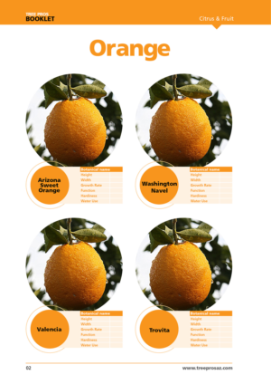 Magazine Design by Pixelon Studio for this project | Design: #12098706