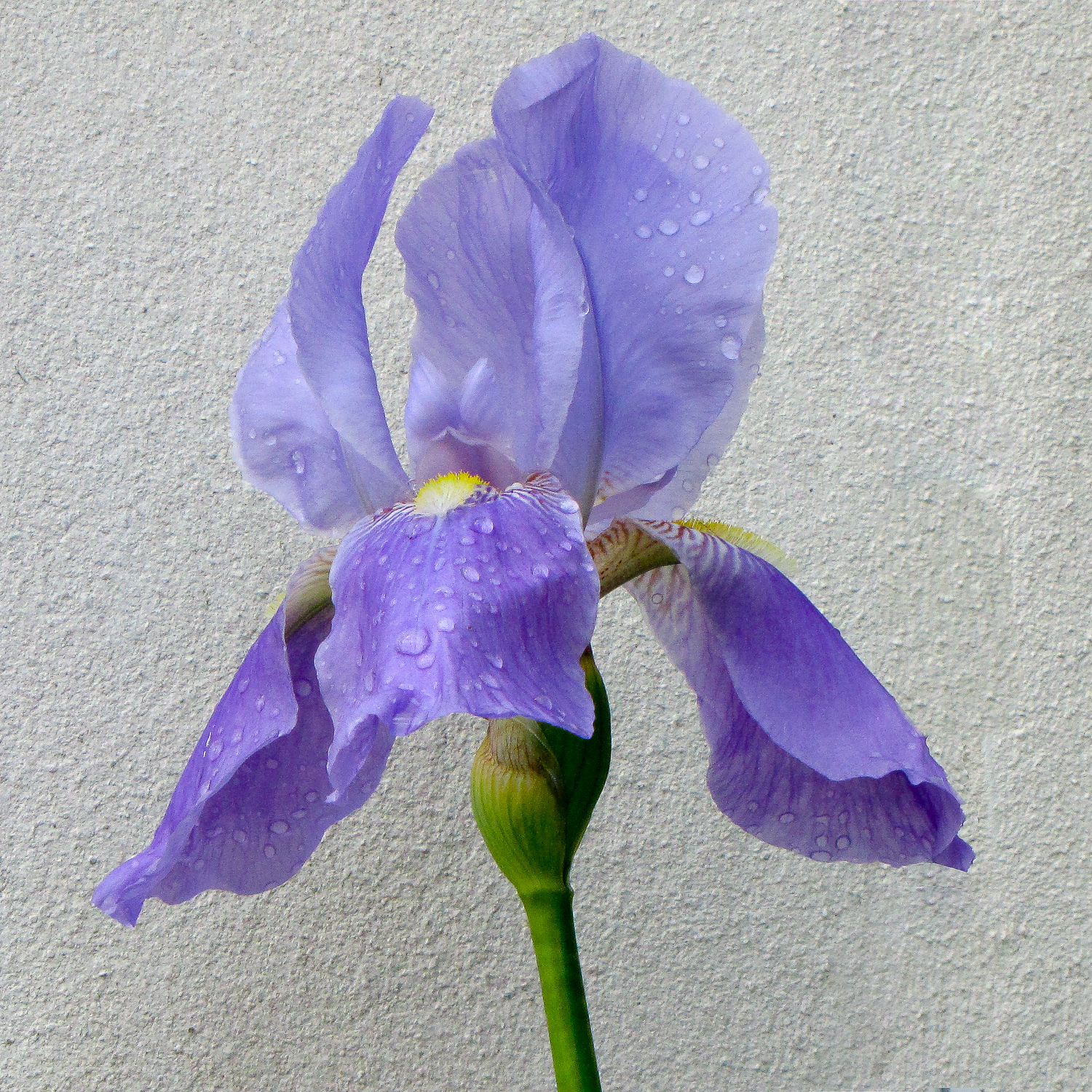 Photography by Swish1940 for DesignCrowd (Community Contests) | Design #12140768