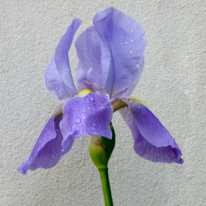 Photography by Swish1940