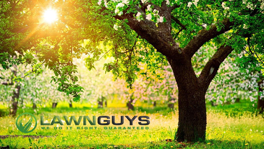 Logo Design by Kelstar for The Lawn Guys | Design #12167376