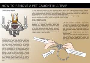 Flyer Design by Naiya Cassidy