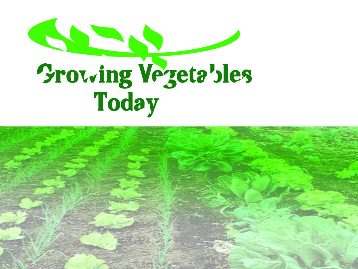 Logo Design by Rubén Armiche for this project | Design #2384808