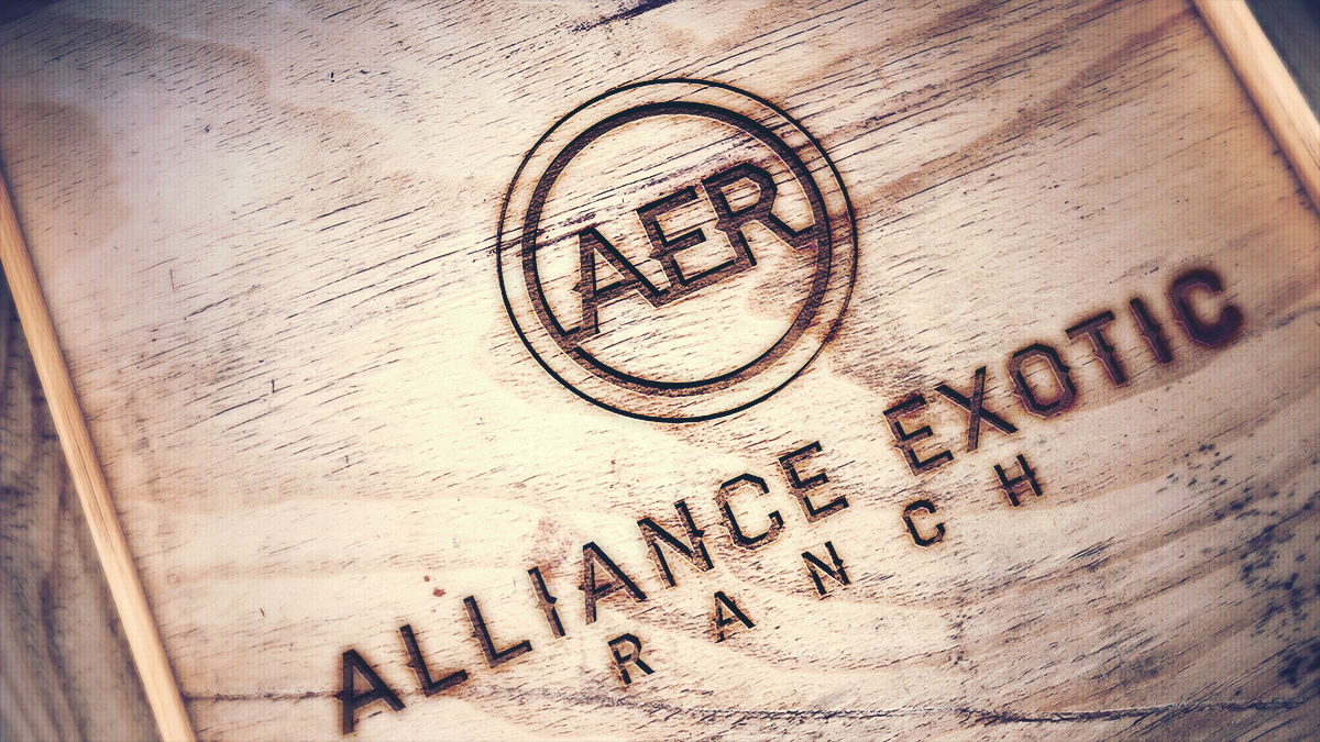 Logo Design by nitexblue for this project | Design #12514670