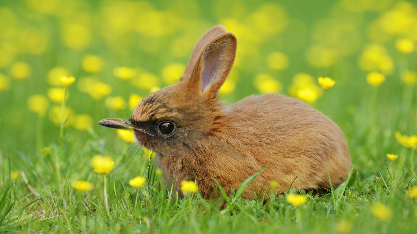 Photoshop Design by osmanrabiah for DesignCrowd (Community Contests) | Design #12815897