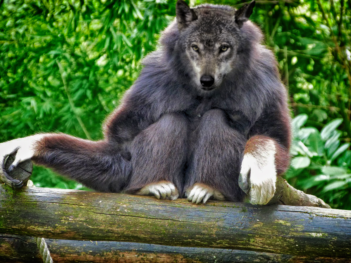 Photoshop Design by Corvega for DesignCrowd (Community Contests) | Design #12800138