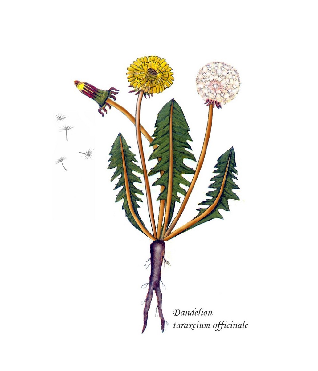 Logo-Design von designerone für dieses Projekt | Design #13123742