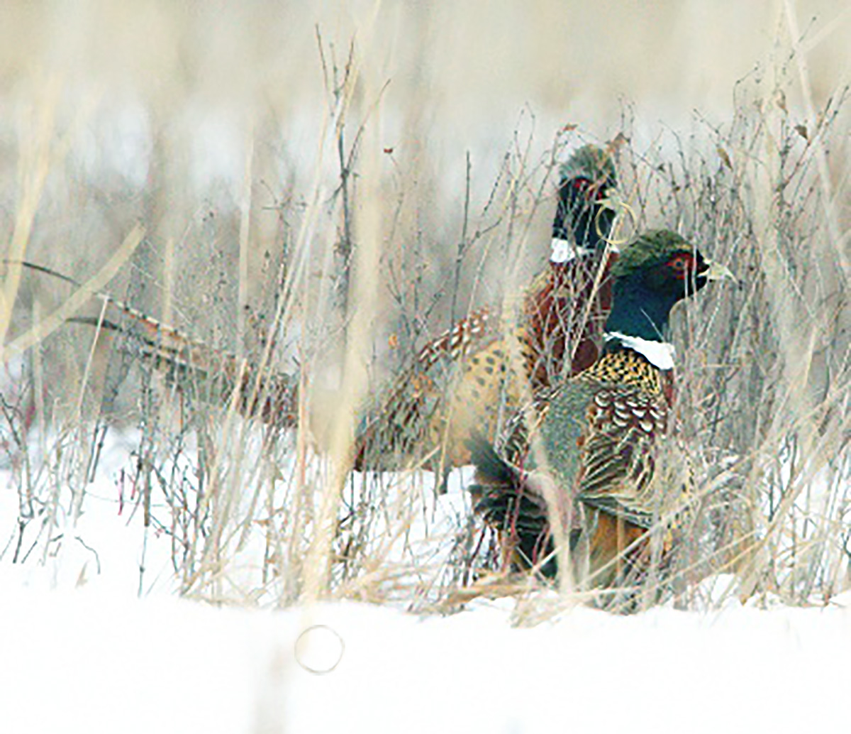 Diseño de Photoshop por jiyadhyani95 para DesignCrowd (Community Contests) | Diseño #13210729